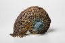 Carapace Mother - 